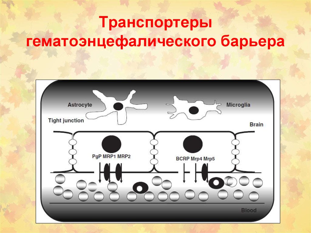 Строение гематоэнцефалического барьера схема