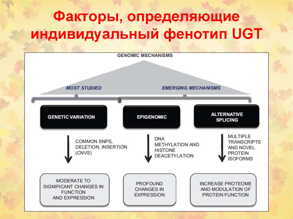 Понять фактор. Факторы определяющие фенотип. Факторы определяющие развитие фенотипа. Факторы влияющие на фенотип. Факторы воздействия на фенотип человека.