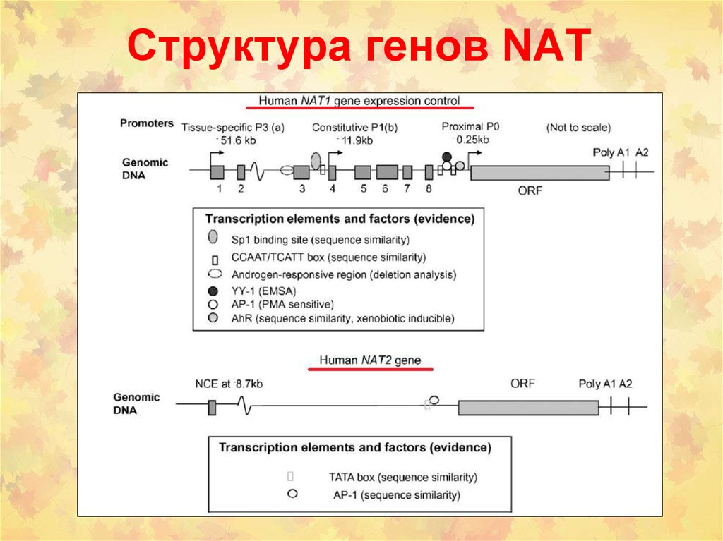 Вторая нату. Ген nat2. Nat 1:1 это. Ген nat2 отвечает за. Генетический полиморфизм n-ацетилтрансферазы (Nat).