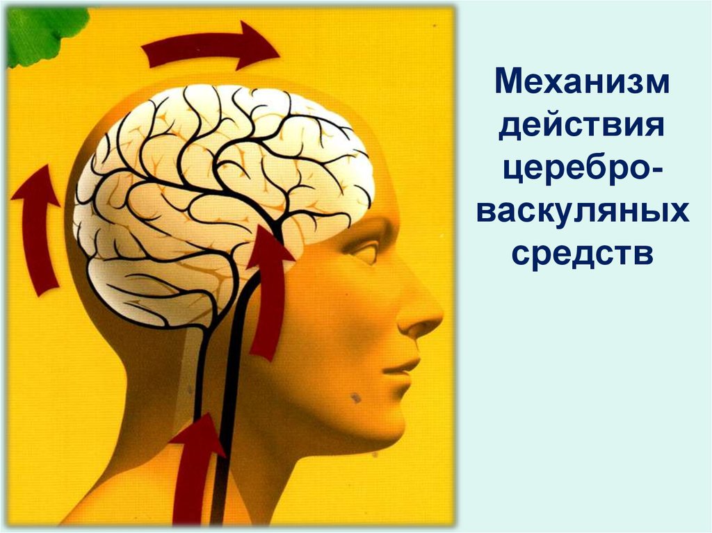 Цереброваскулярные лекарственные препараты. Вазодилятаторы ...
