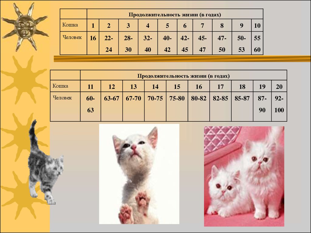 Жизнь стерилизованной кошки. Продолжительность жизни котов. Сколько живут кошки. Продолжительность жизни домашних кошек. Продолжиьельносььжизни котов.