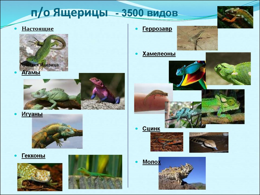 Ящерица презентация 1 класс