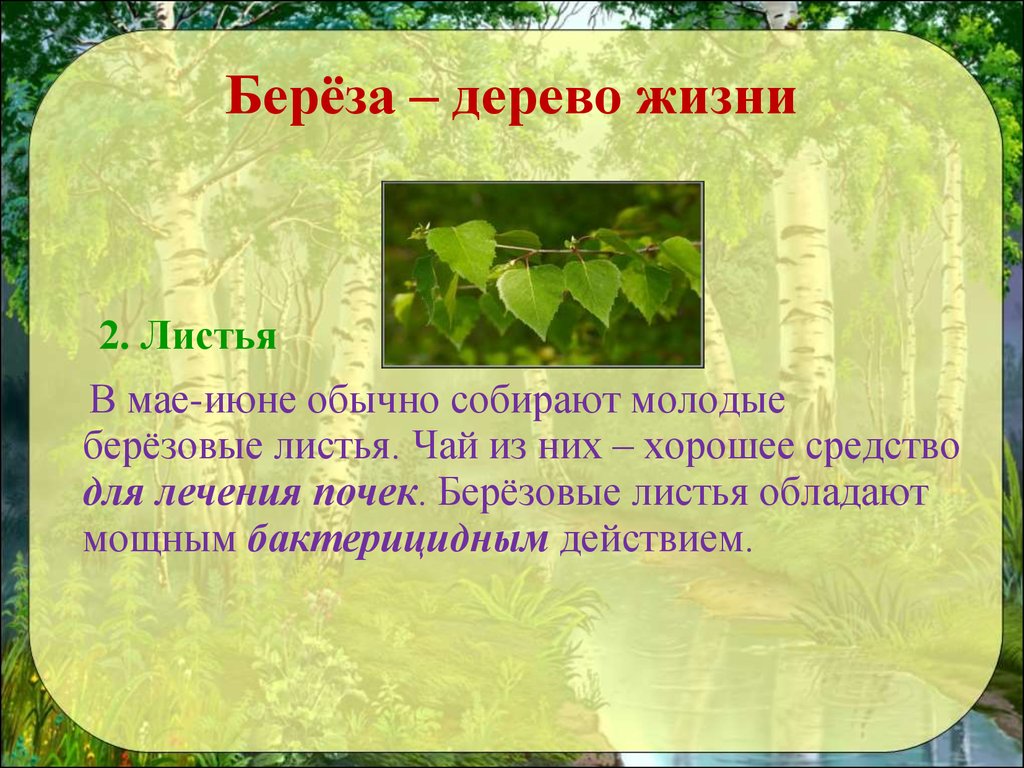 Лист жизни. Берёза – дерево жизни. Описание листа березы. Лист березы описание листа. Описание листьев березы.