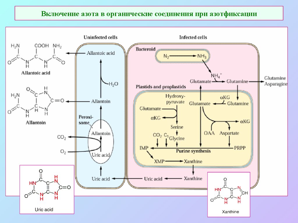 Формы соединений азота