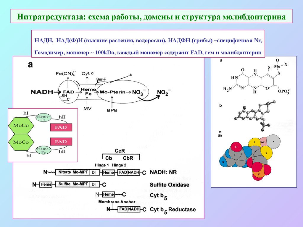 Над ф. Нитратредуктаза. Нитратредуктаза фермент. Нитратредуктаза и нитритредуктаза. Нитратредуктаза строение.