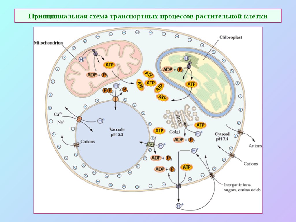 Процессы растительной клетки. Процессы в растительной клетке. Питание растительной клетки. Питание клетки растения. Основные процессы растительной клетки.