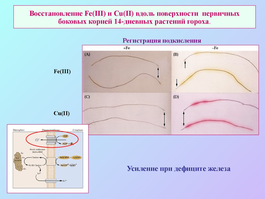 Вдоль поверхности. Дуть на лист вдоль поверхности. Дневной корень.