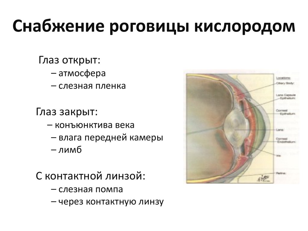 Анализы глаз. Функция Раговицы глаза. Функции роговицы глаза человека. Питание роговицы глаза.