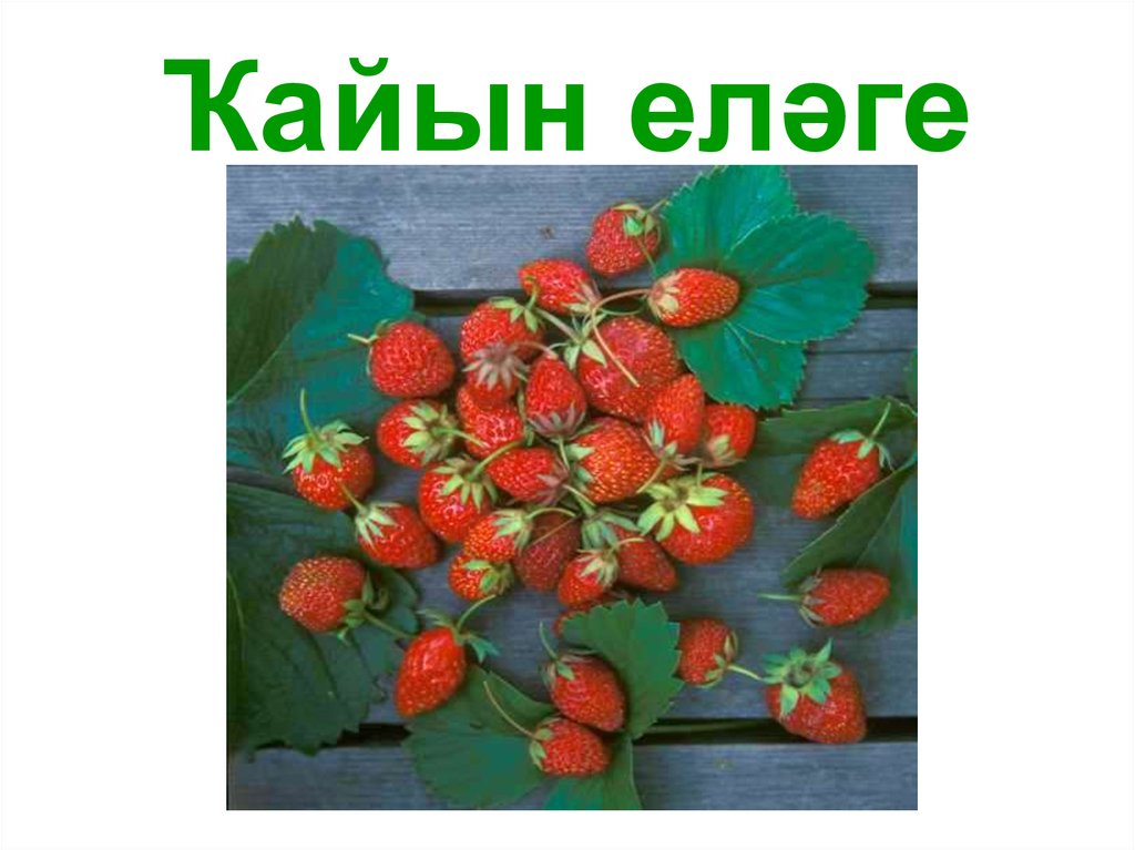 Ҡайын еләге