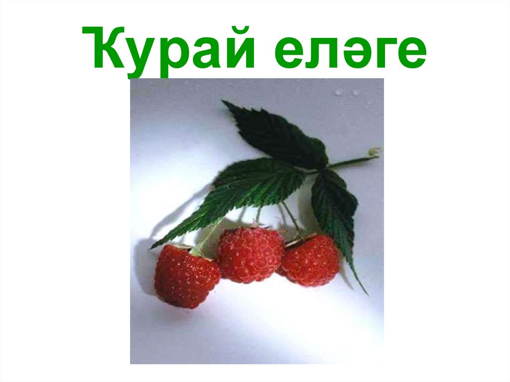 Ҡурай еләге