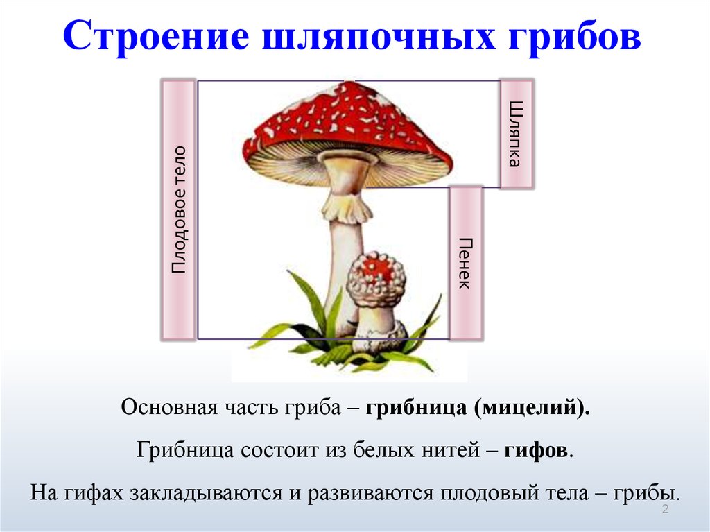 Грибница предложение. Функции грибницы шляпочного гриба. Строение шляпки гриба. Строение мухомора. Функции частей шляпочного гриба.