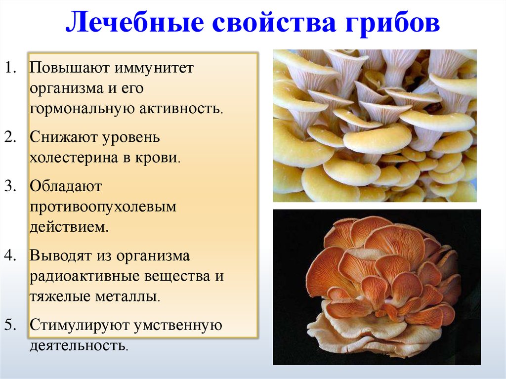 Какой вред наносят грибы человеку. Полезные грибы. Свойства грибов. Полезные и вредные свойства грибов. Чем полезны грибы.