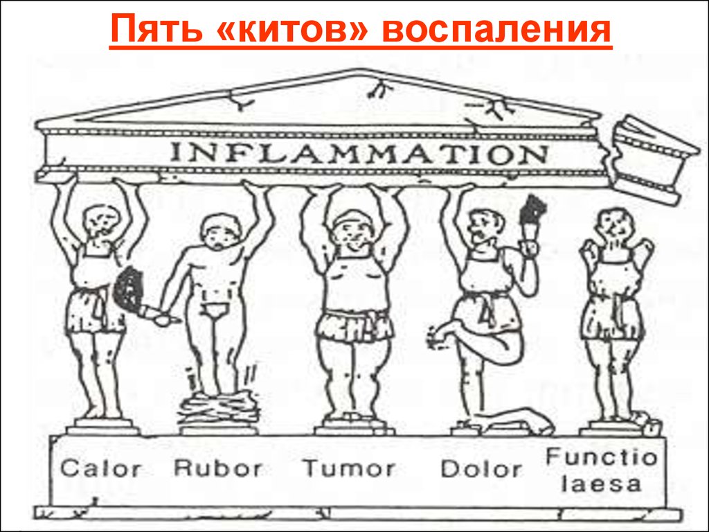 Рубор. Рубор тумор. Воспаление calor rubor tumor dolor functio laesa. Признаки воспаления rubor tumor dolor functio laesa. Rubor tumor признаки воспаления.