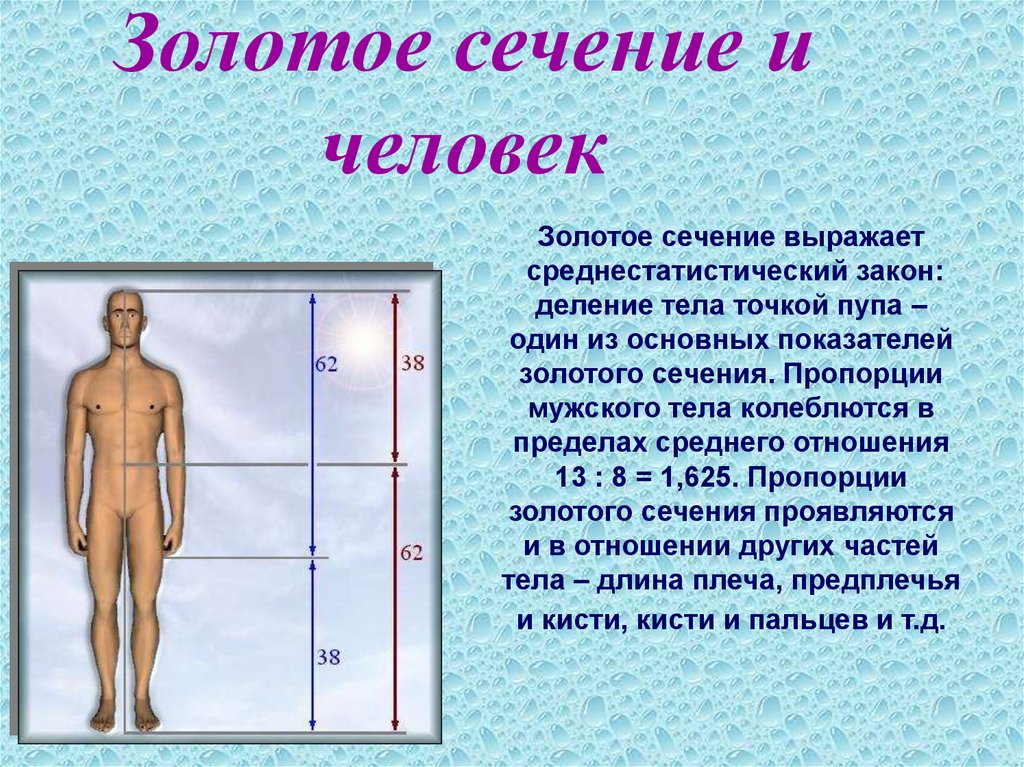 Золотое сечение в жизни человека проект