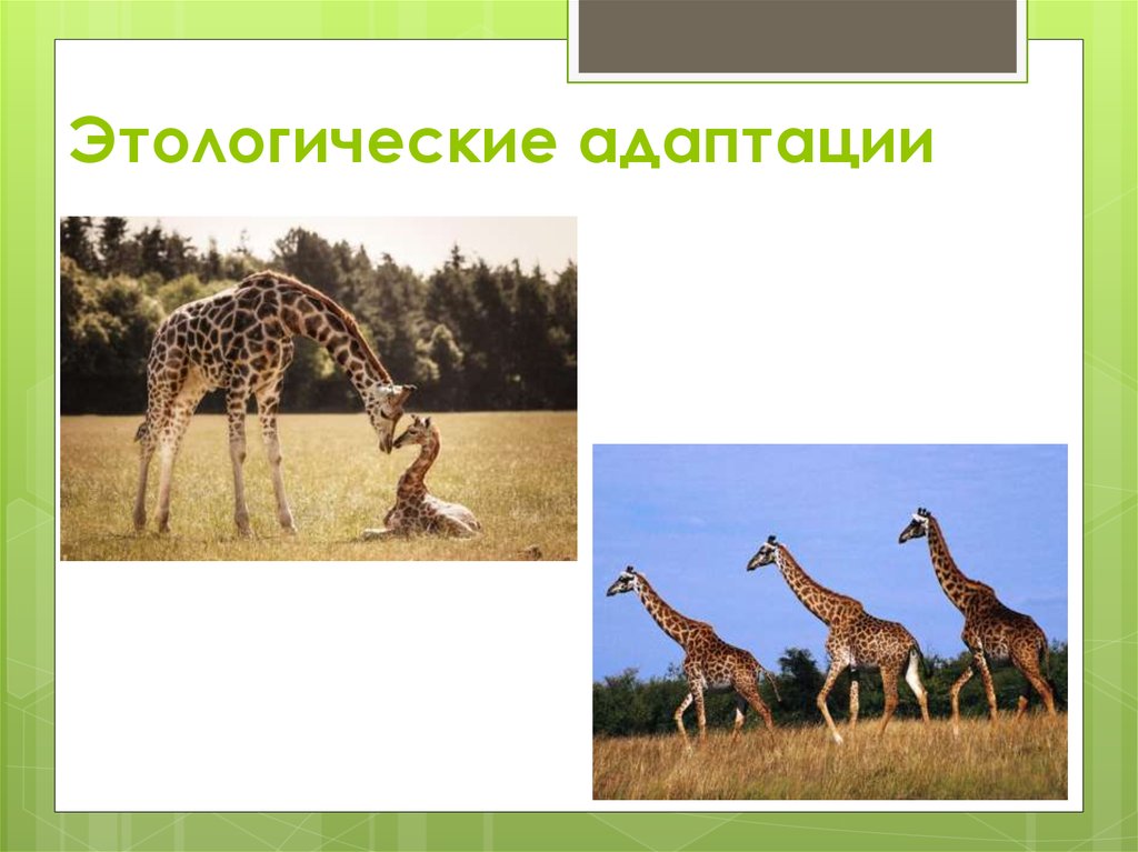 Поведение адаптации. Поведенческие (этологические) адаптации. Этологическая приспособленность. Этологическая адаптация. Поведенческие адаптации жирафа.