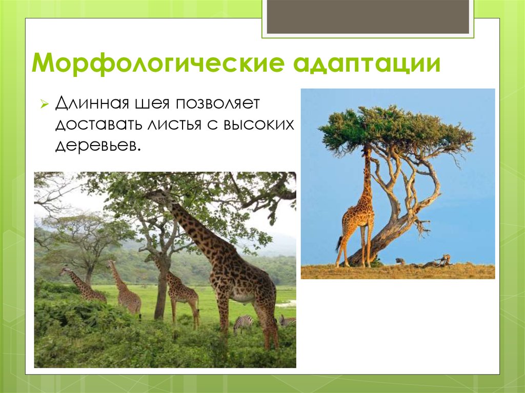 Морфологические адаптации. Морфологические адаптации жирафа. Адаптации Жирафов. Адаптации жирафа к среде обитания. Физиологические адаптации жирафа.