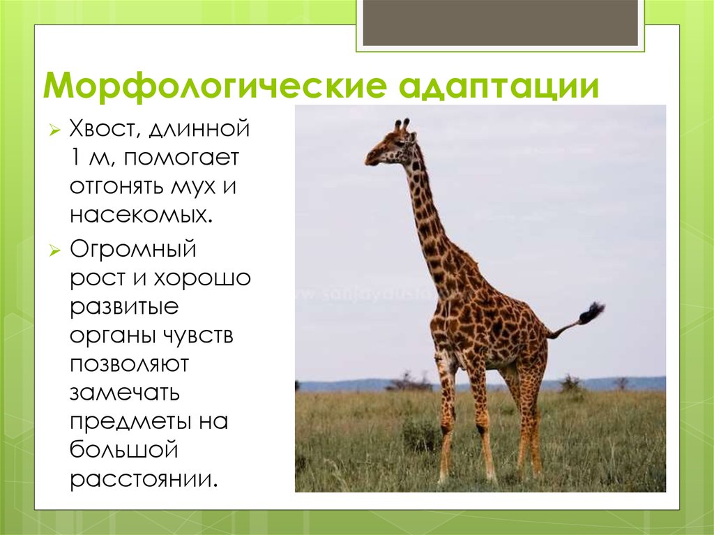 Жираф какая природная зона. Морфологические адаптации животных. Морфологические адаптации примеры. Жираф морфологическая адаптация. Моро логическая адаптация примеры.