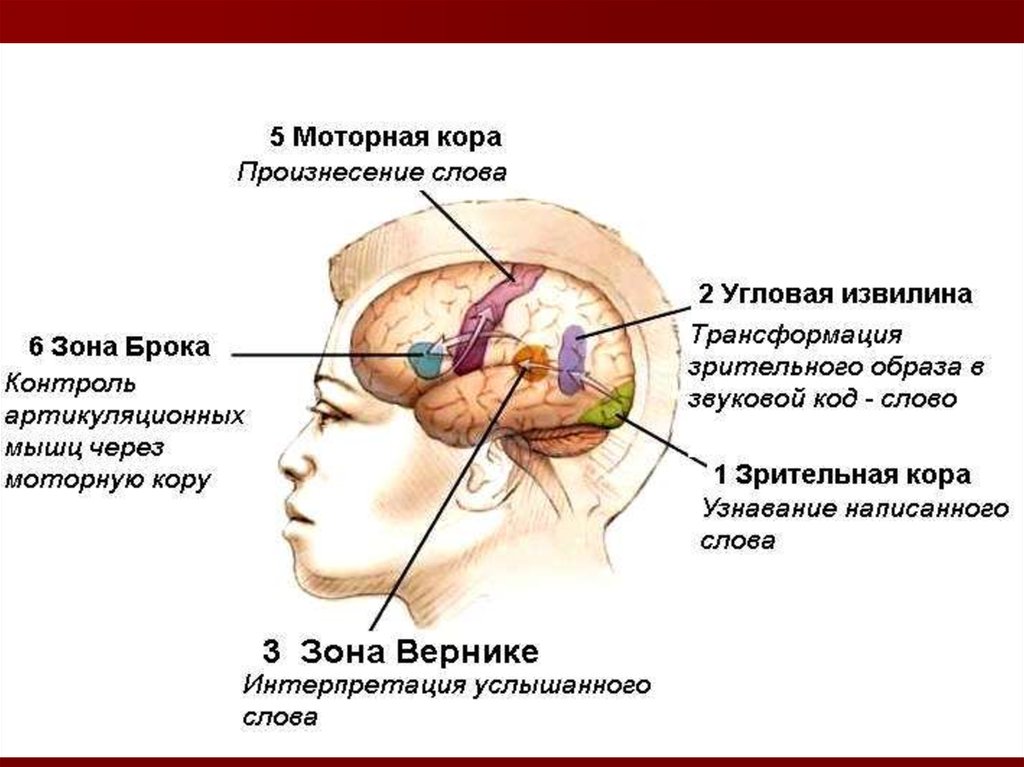 Зоне текст. Вторая сигнальная система человека центры. Сигнальные системы головного мозга. Вторая сигнальная система картинки. Две сигнальные системы мозга.