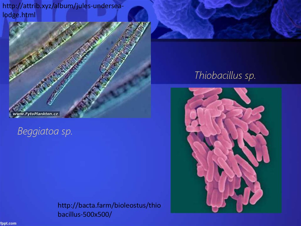 Низшие растения хемотрофы. Beggiatoa бактерии. Thiobacillus бактерии. Фототрофия. Литотрофия бактерий.