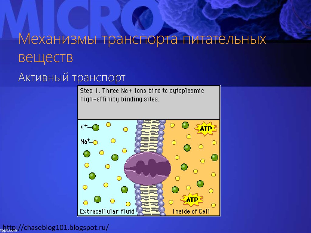 Активный транспорт веществ механизм. Активный транспорт питательных веществ. Механизмы транспорта питательных веществ. Транспорт питательных веществ микробиология. Транспорт питательных веществ в бактериальную клетку.