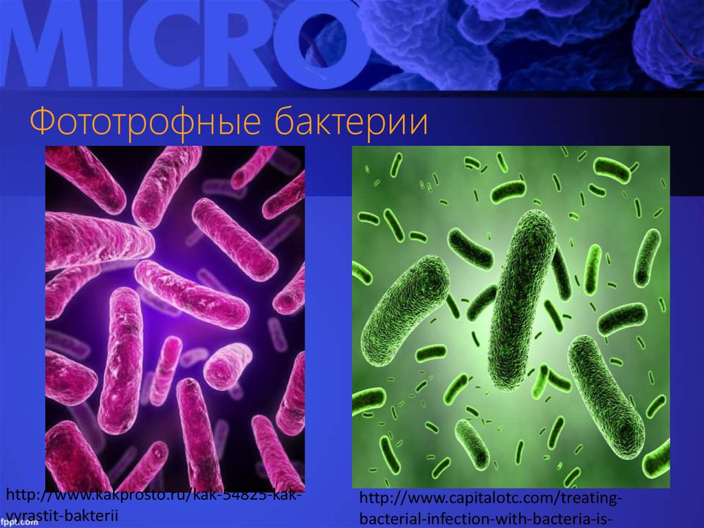 Бактерии примеры. Бактерии фототрофы и хемотрофы. ОКСИГЕННЫЕ фототрофные бактерии. Фотоавтотрофы микроорганизмы. Фототрофные серные бактерии.