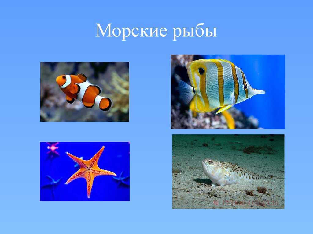 Фото морских рыб с названиями для детей