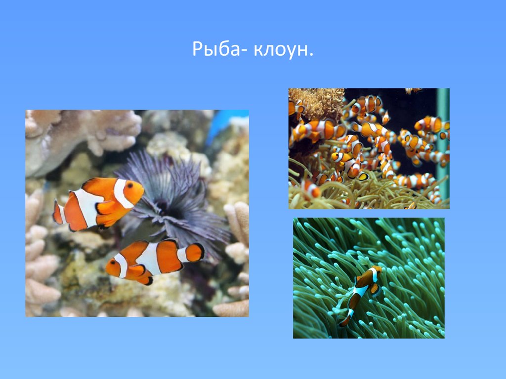 Рыбы презентация для детей. Рыба-клоун. Рыба клоун проект. Рыба клоун презентация. Рыба клоун описание.
