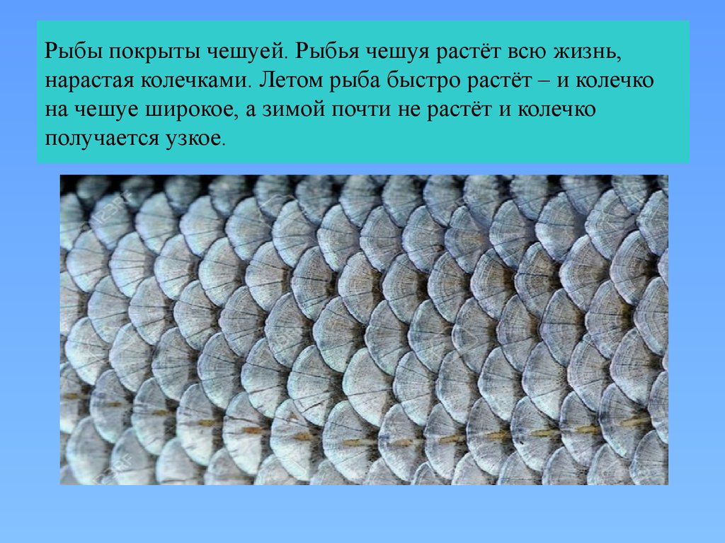 У какой птицы чешуя. Чешуйчатые рыбы. Чешуя рыбы. Чешуйка рыбы. Строение чешуйки.