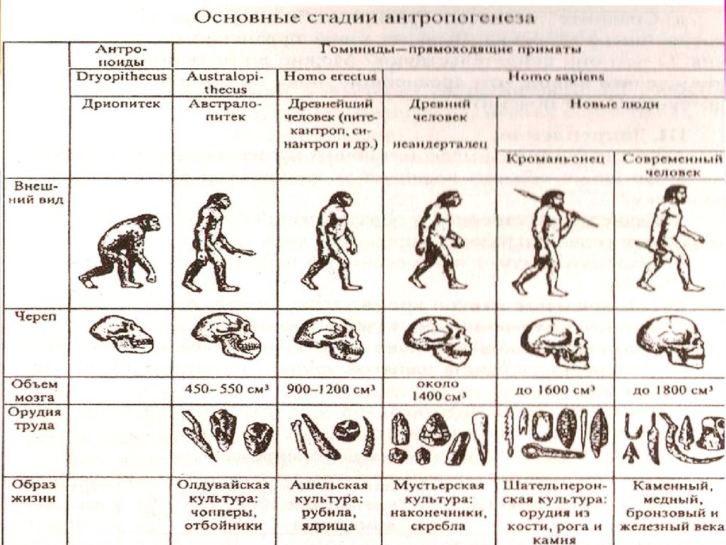 Основные этапы антропогенеза презентация