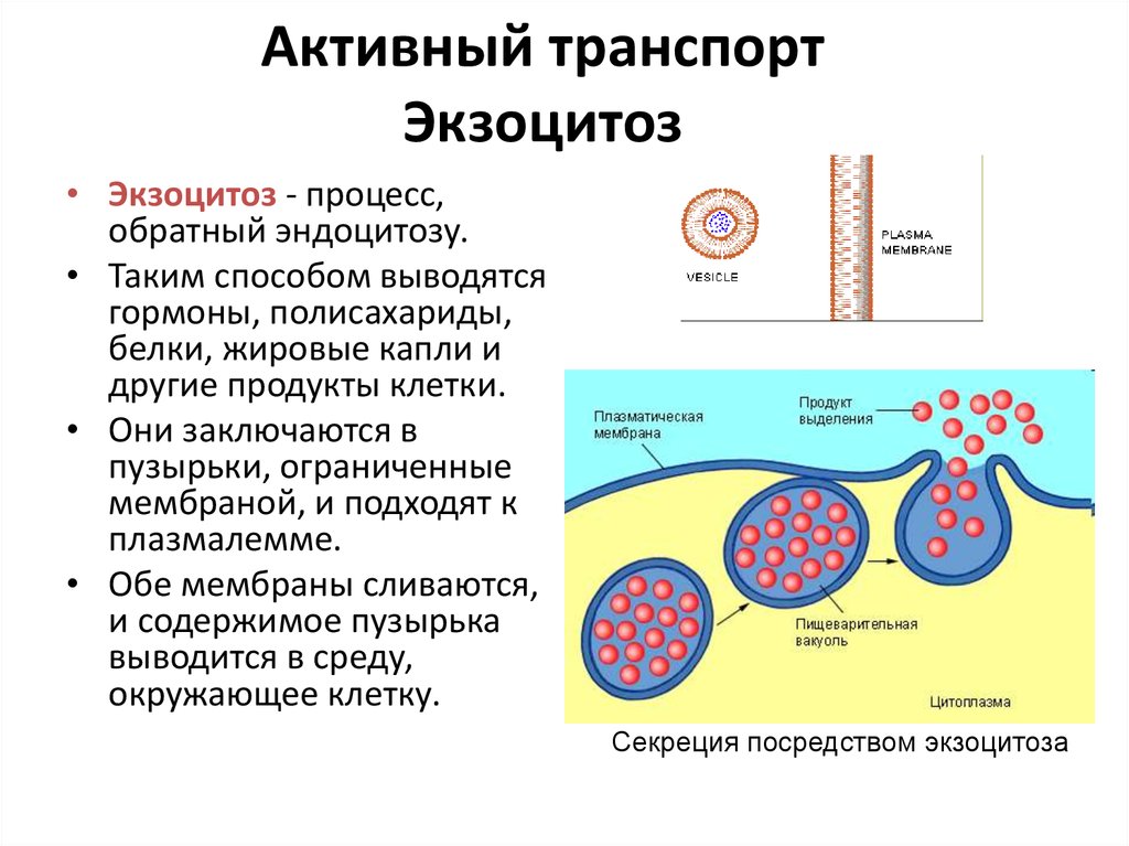 Эндоцитоз транспорт. Экзоцитоз клеточная мембрана. Активный транспорт веществ через мембрану. Механизм экзоцитоза;. Компаунд экзоцитоз. Мембранный транспорт макромолекул и частиц экзоцитоз и эндоцитоз.