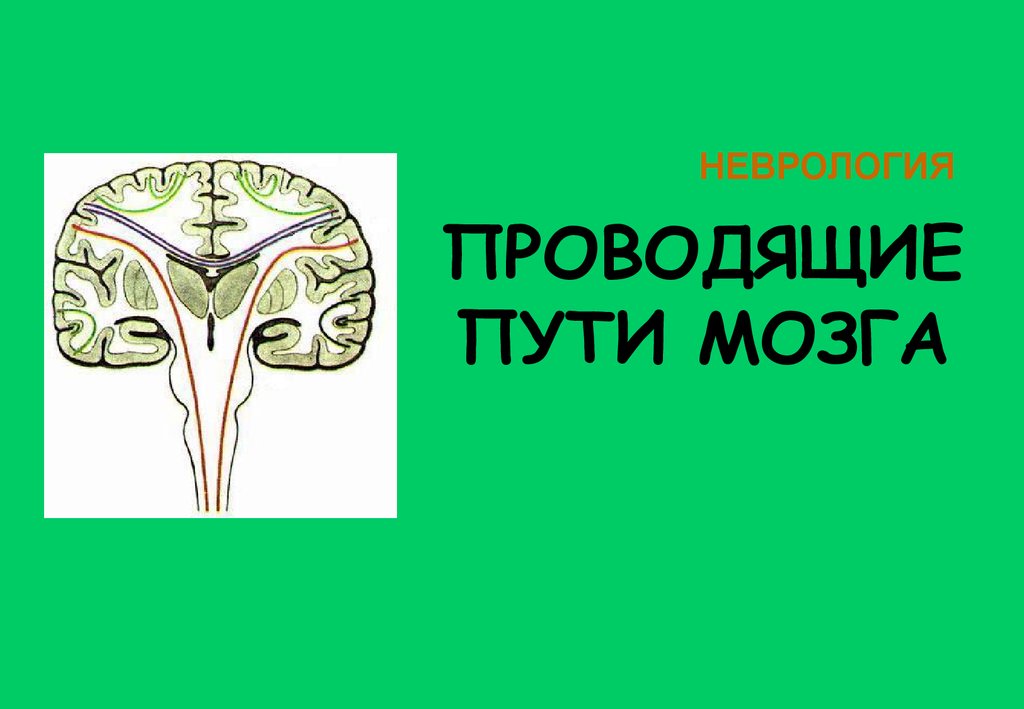 Периферическая нервная система неврология презентация