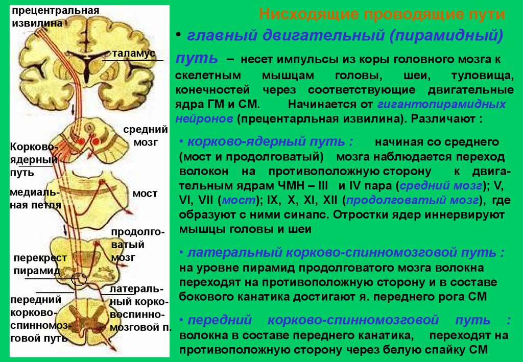 Проводящие системы головного мозга. Пирамидный путь неврология схема. Экстрапирамидная система неврология проводящие пути. Перекрест пирамидного пути. Двигательные пути Перекрест неврология.