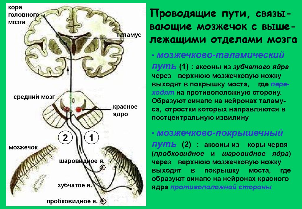 Проведенные на головном мозге. Мозжечковые пути неврология схема. Афферентные проводящие пути мозжечка. Мозжечок проводящие пути неврология. Эфферентные пути мозжечка схема.