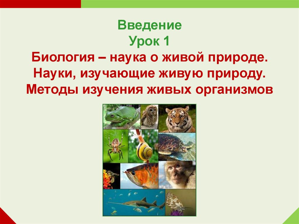 Урок по биологии мир биологии