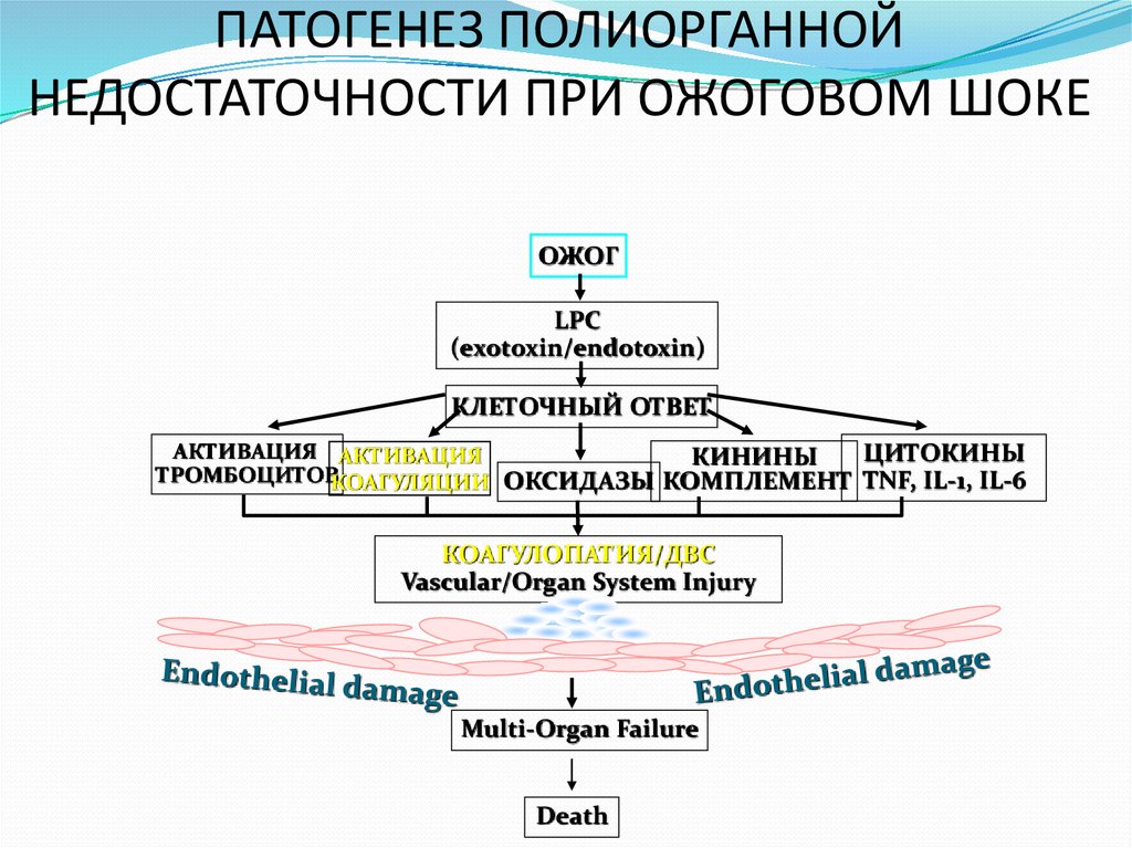 Ожоговый шок патогенез схема