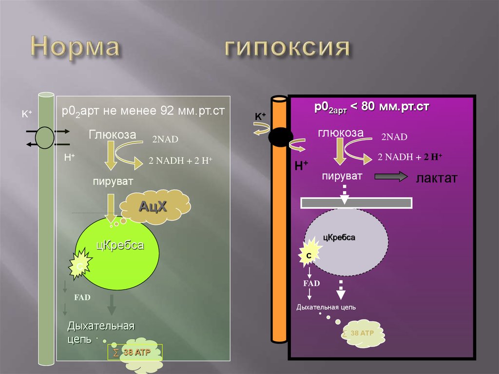Первичная гипоксия. Причины тканевой гипоксии. Тканевая (гистотоксическая) гипоксия. Гипоксия биохимия. Тканевая гипоксия биохимия.