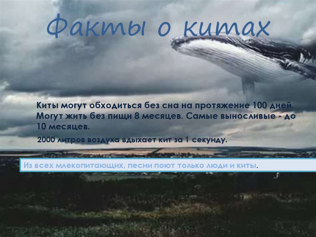 Факты о китах