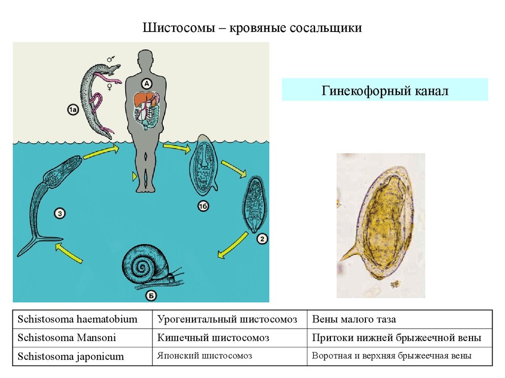 Жизненный цикл шистосомы. Жизненный цикл кровяного сосальщика схема. Schistosoma haematobium жизненный цикл. Жизненный цикл шистосомы схема. Кровяной сосальщик жизненный цикл.