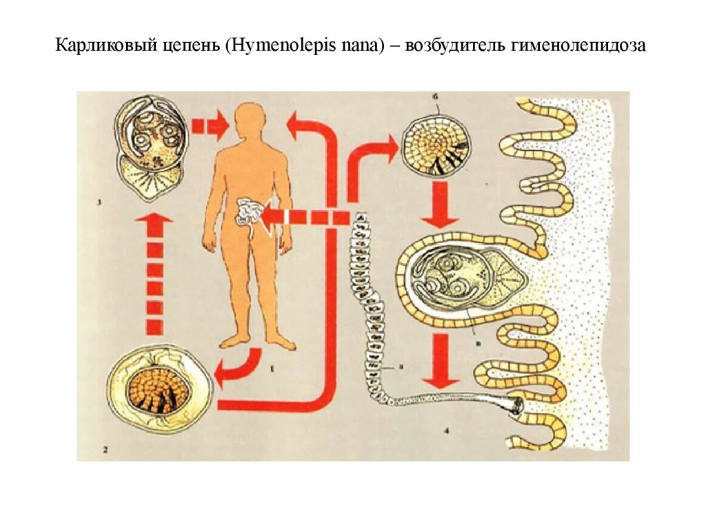 Схема лечения гименолепидоза