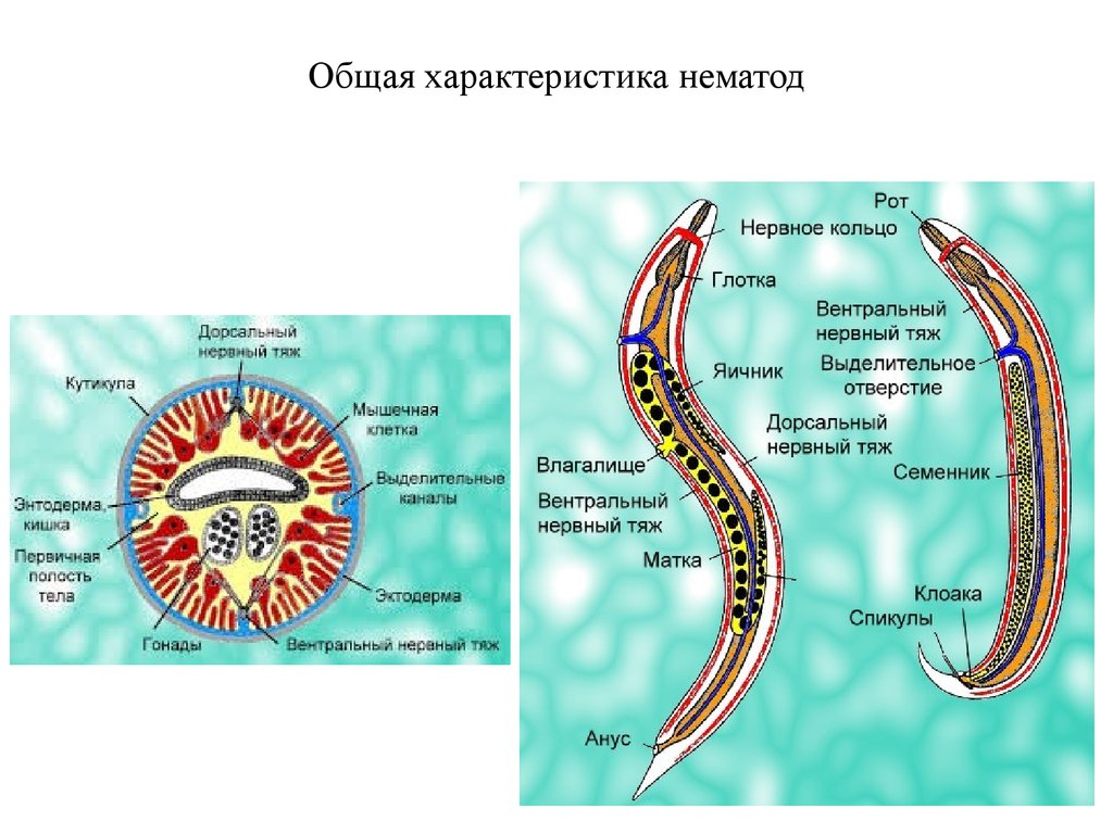 Особенности типа круглые черви. Внутреннее строение круглых червей. Общая характеристика нематод круглых червей. Круглые черви, класс Nematoda;. Строение круглых червей описание.