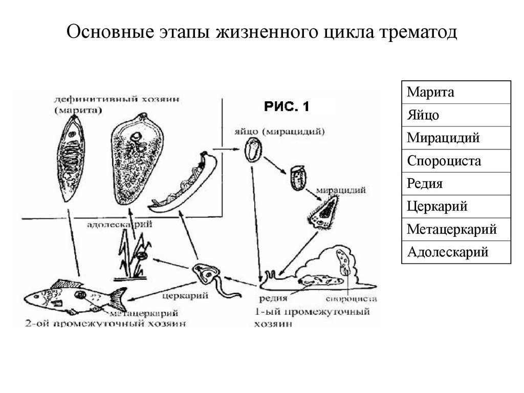Спороциста редия. Жизненный цикл печеночного сосальщика. Обобщенная схема цикла развития трематод. Схема цикла развития трематод. Общий жизненный цикл сосальщиков.