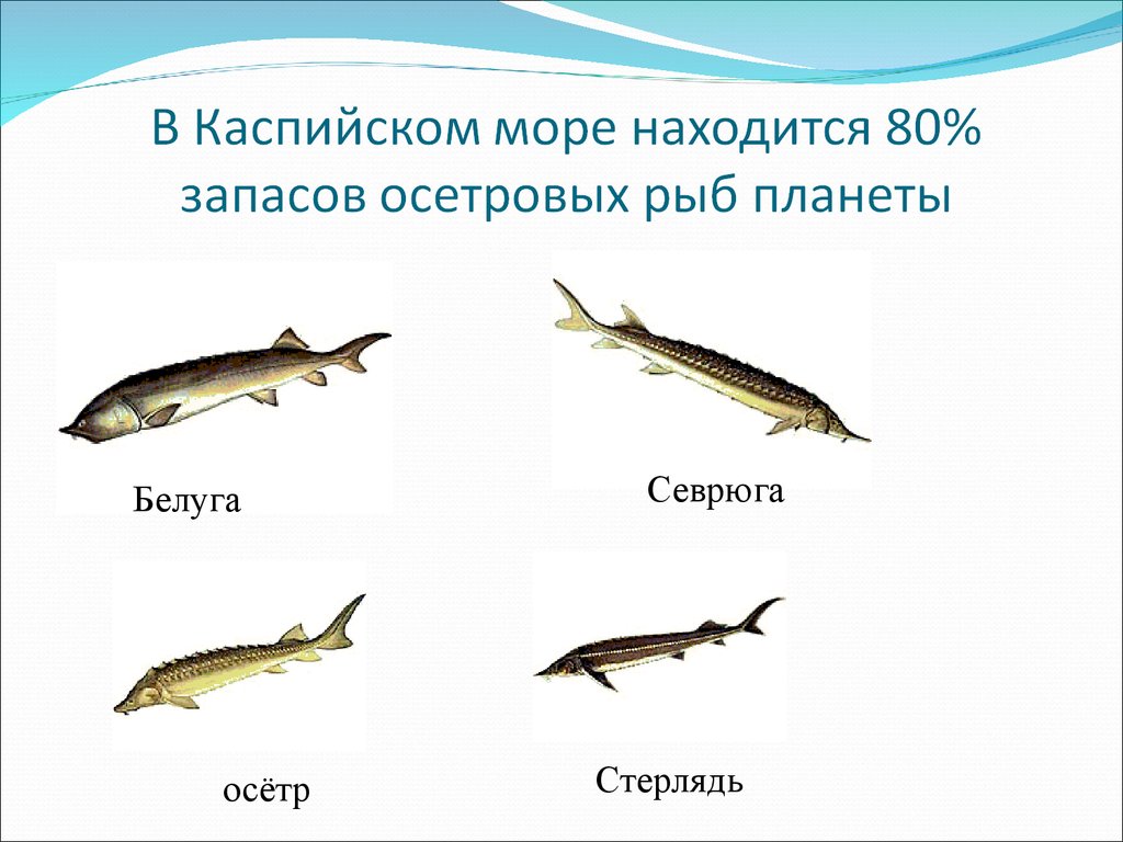 В Каспийском море находится 80% запасов осетровых рыб планеты