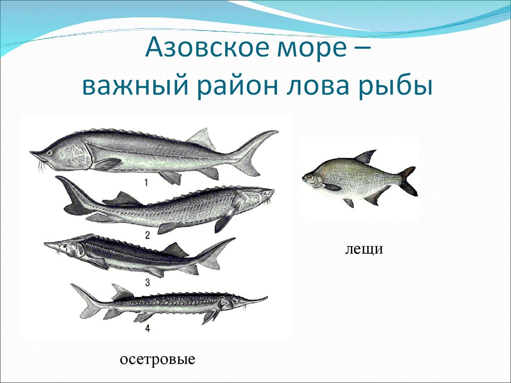 Азовское море какая рыба водится