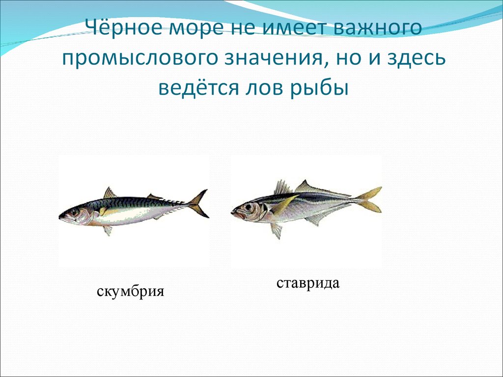 Рыба различие. Рыба скумбрия и ставрида. Промысловые рыбы черного моря. Ставрида и скумбрия. Черноморская Промысловая рыба.