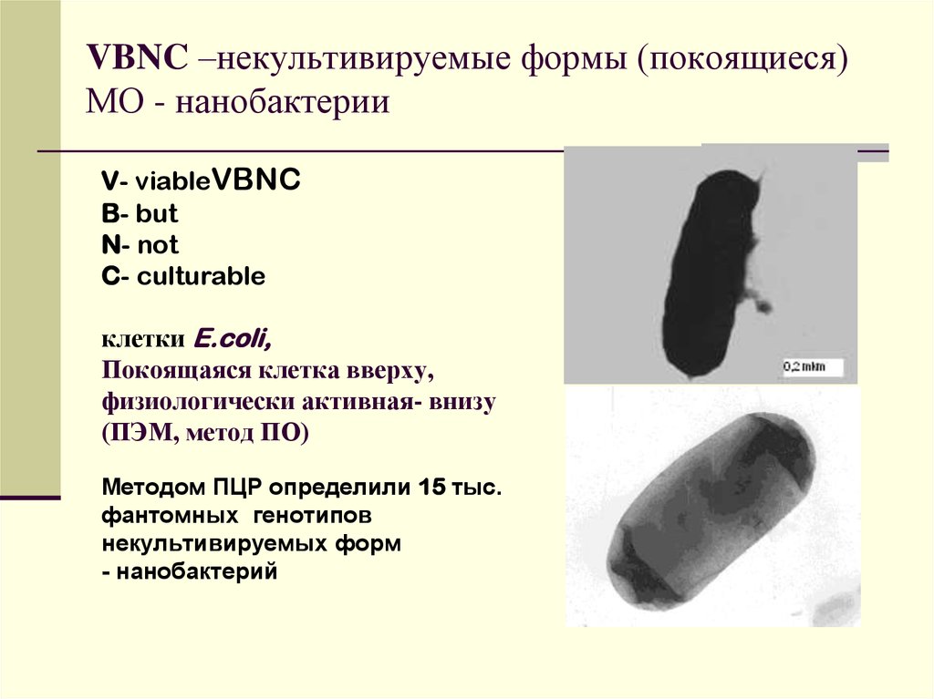 Покоящиеся формы микроорганизмов