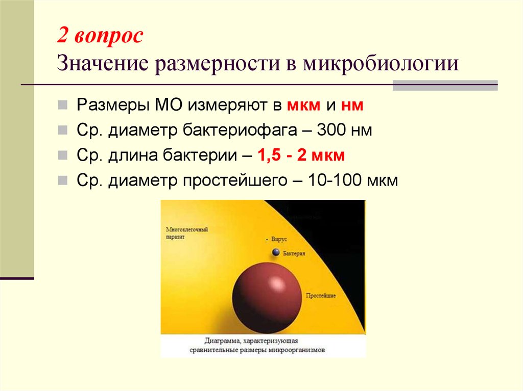 Диаметр мкм. Единица измерения величины бактерий. Единицы измерения в микробиологии. Единицы измерения размеров бактерий. Размеры вирусов в мкм.
