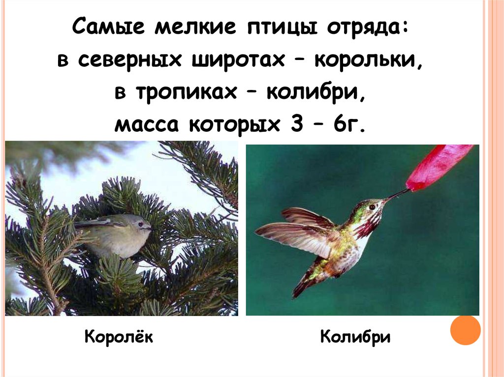 Воробьинообразные Птицы Фото