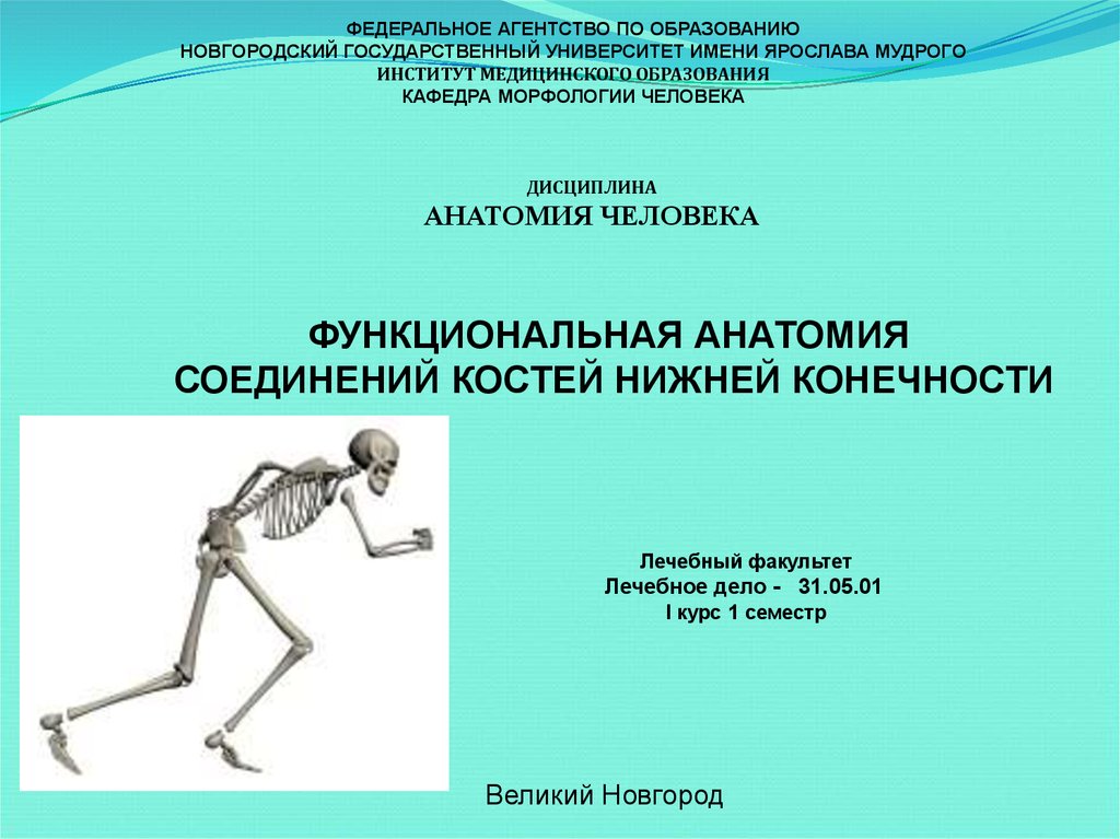 Соединение кости нижней конечности. Функциональная анатомия соединений костей. Дисциплины анатомии. Функциональная анатомия соединения костей конечностей. Кости нижних конечности медицинский вуз.