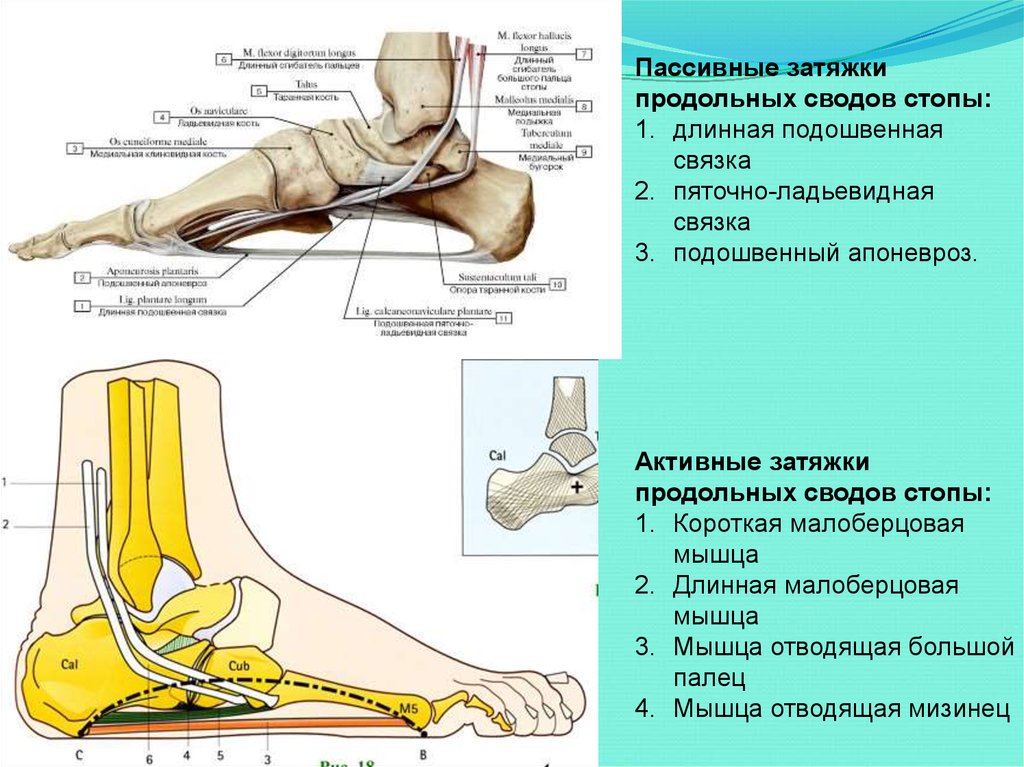 Болезни стопы человека схема обозначение связок и костей