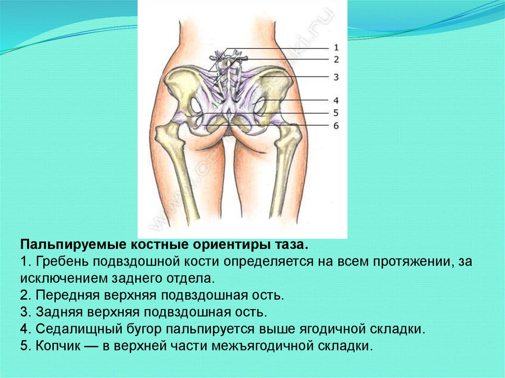 Подвздошная кость болит. Седалищная кость седалищный бугор. Задняя верхняя подвздошная кость. Наружный край гребня подвздошной кости. Задняя верхняя ость подвздошной кости.